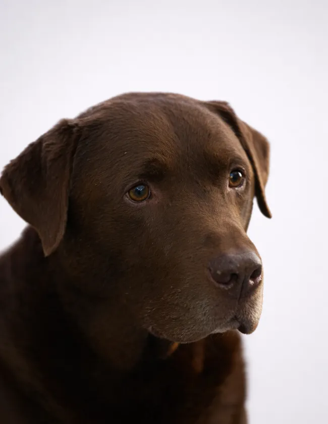 Buddy-Chief-Barketing-Officer-Appetite-for-business1